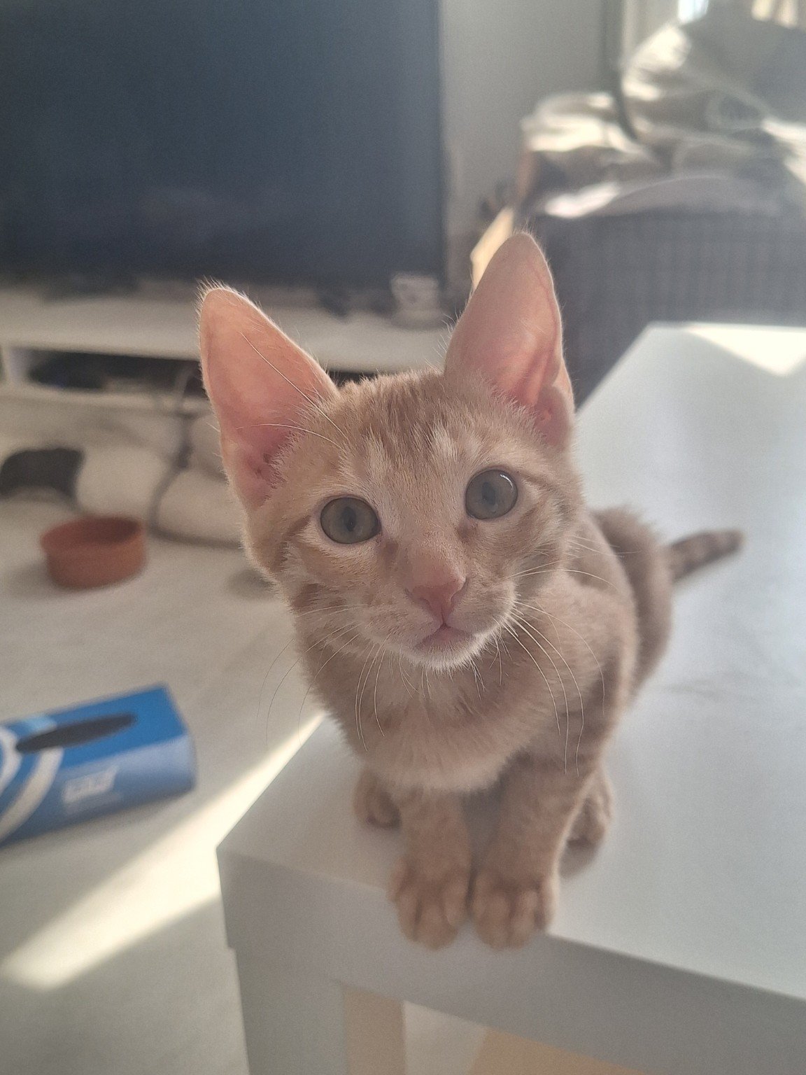 Boots, ginger-and-white rescue kitten with white face, chest and paws