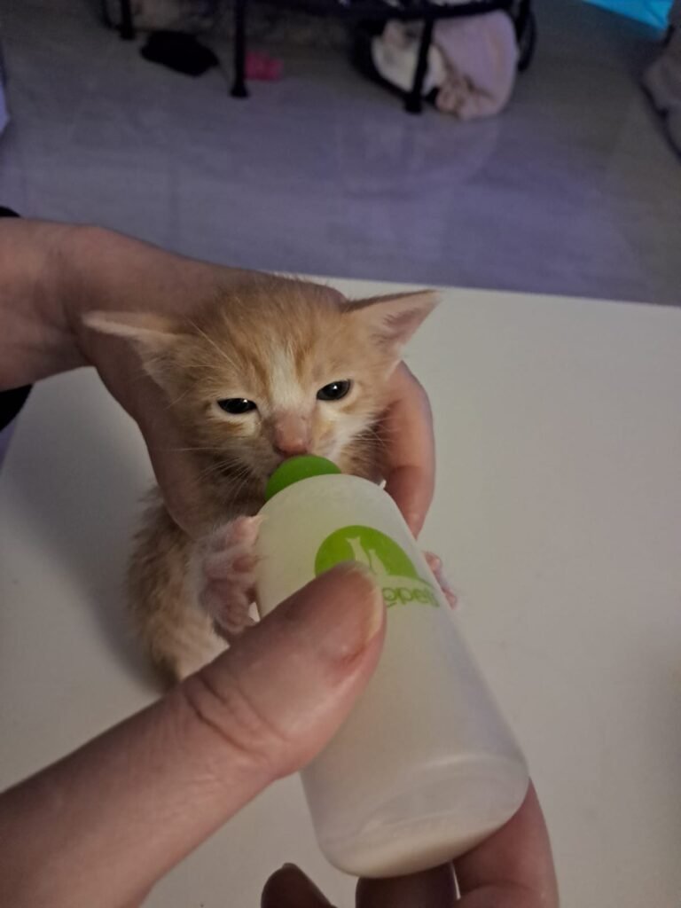 Two tiny ginger rescue kittens resting together on towels