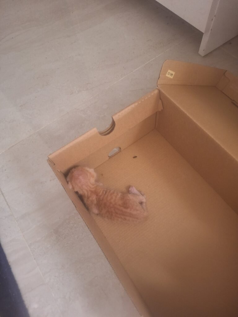 Tiny rescued ginger kitten drinking formula from a bottle