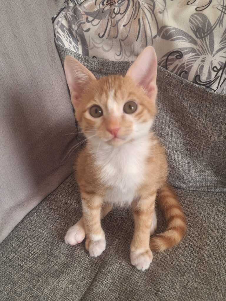 Boots, a ginger-and-white rescued kitten with a white face, chest and paws