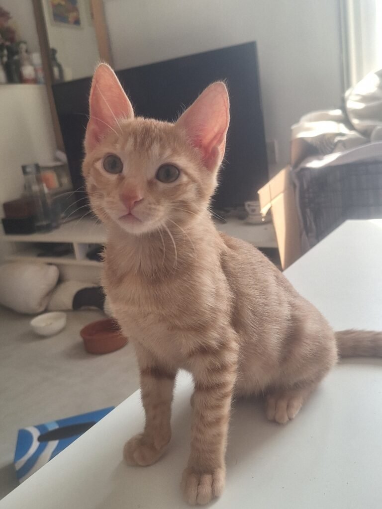 Hudeeni, an all-ginger rescued kitten sitting and looking toward the camera