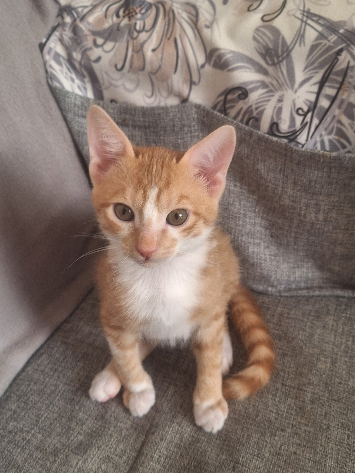 Hudeeni, all-ginger rescue kitten looking toward the camera